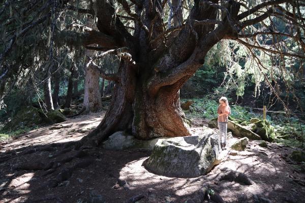 A child stands beneath the sprawling branches of a massive, ancient tree in a sun-dappled forest